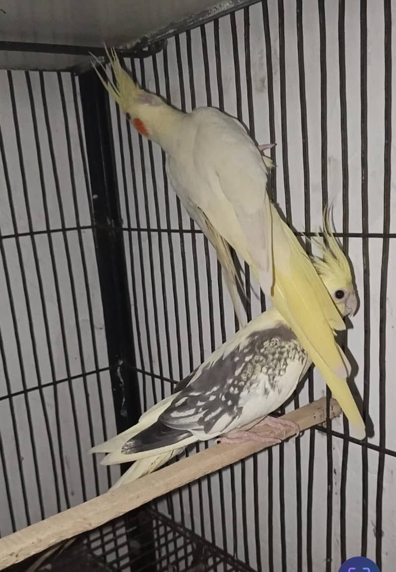 coctail pair for sall 2