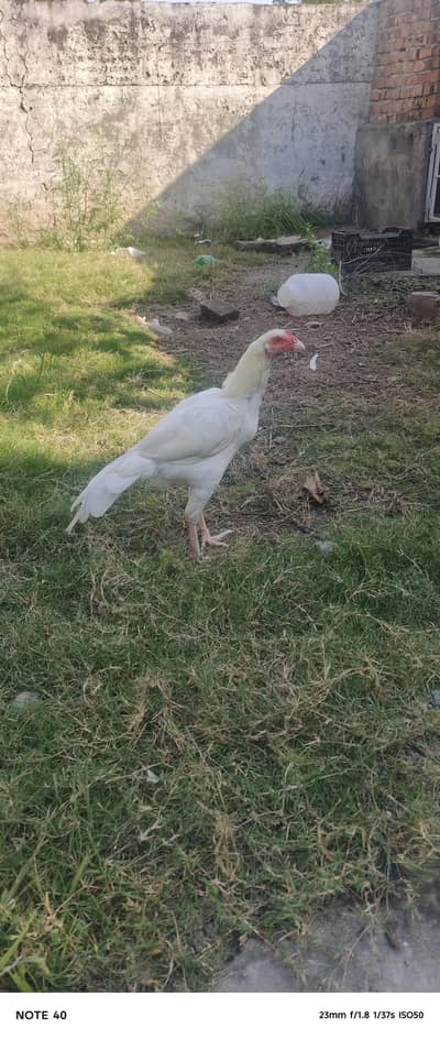 Aseel Heera patha | Paper white patha