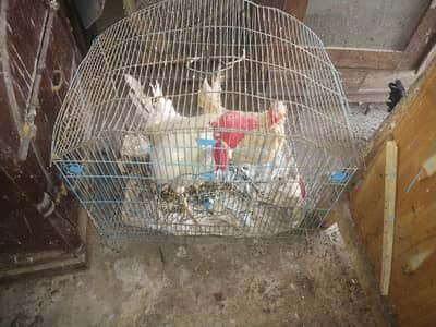 Hens (Male And  Female) Available Total 10