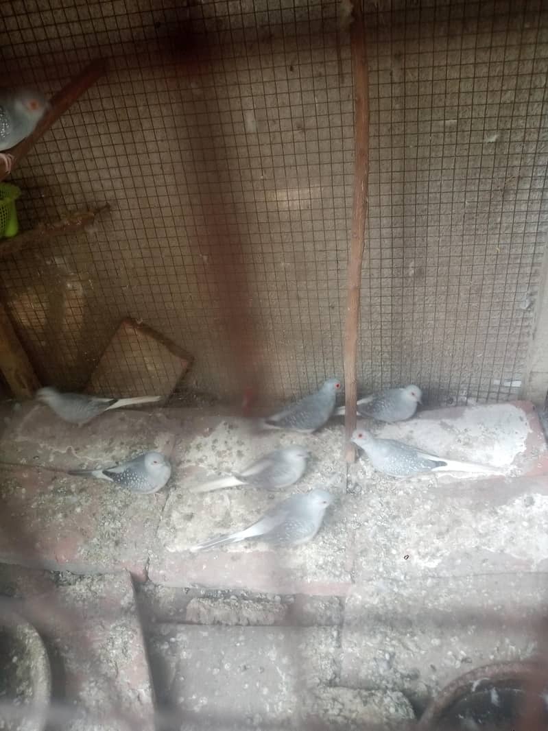 silver dove 0