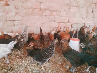 Golden Misri murghi | misri pathiyan _ desi hens | گولڈن مصری چوزے