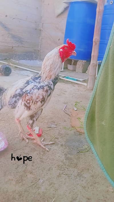 Java murga murge Mein Koi Bimari Nahin Hai Murga okay