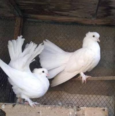 laka ,kalseera or racer kabootar breeder pair available for sale