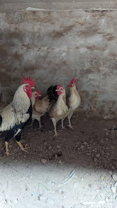 Dundharwi breed