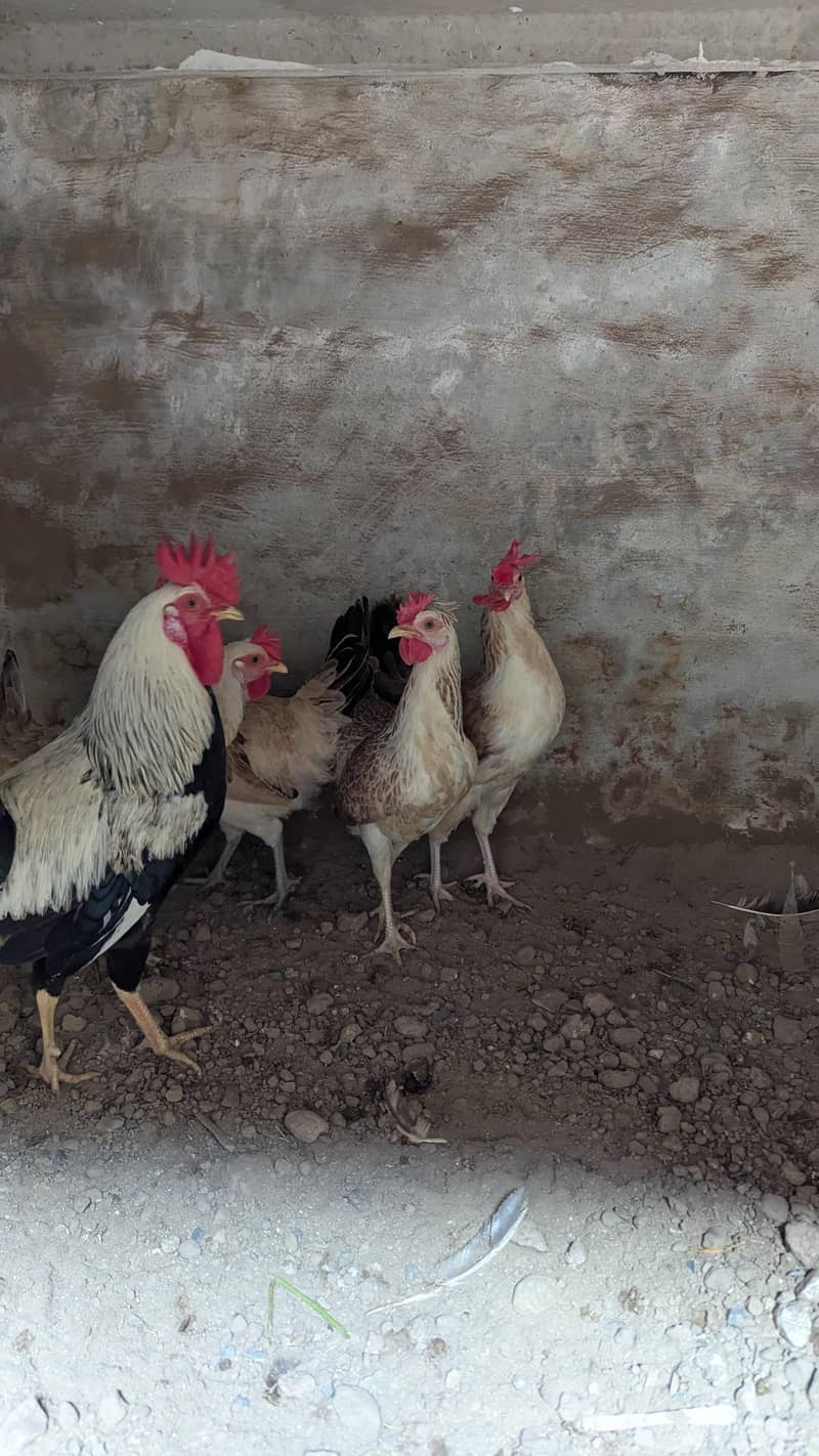 Dundharwi breed - Hens - 1121002504