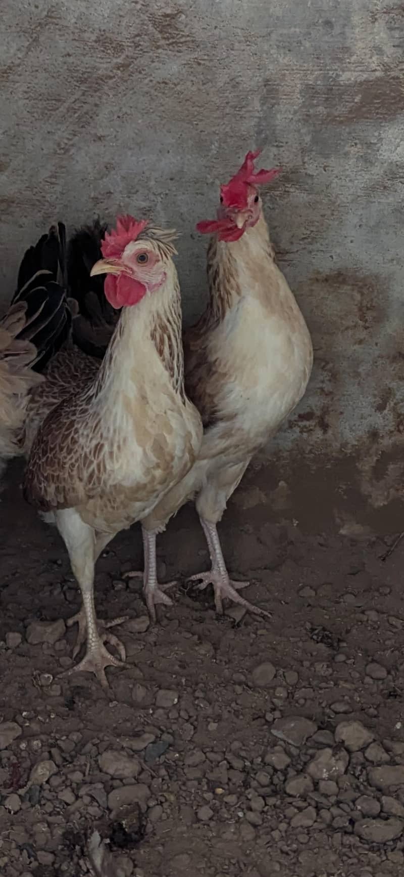 Dundharwi breed - Hens - 1121002504