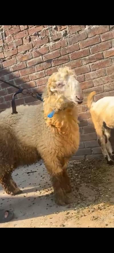 mondra for sell