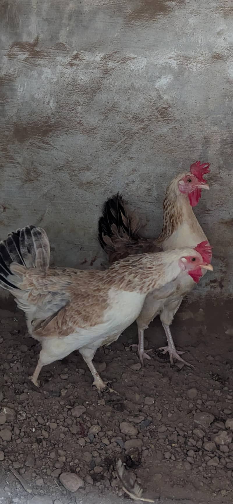 Dundharwi breed - Hens - 1121002504