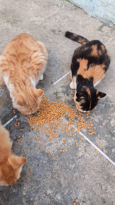 Cats & pair