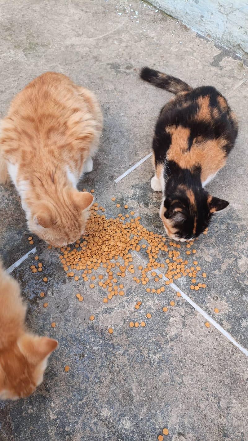 Cats & pair 0