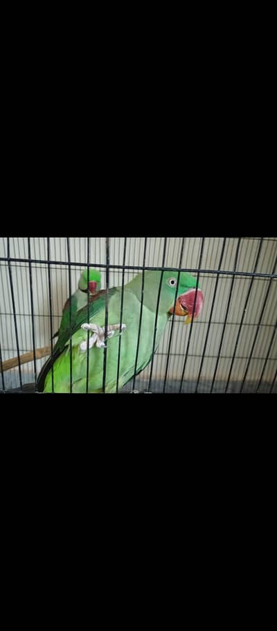 Alexanderine parrot breeder talking