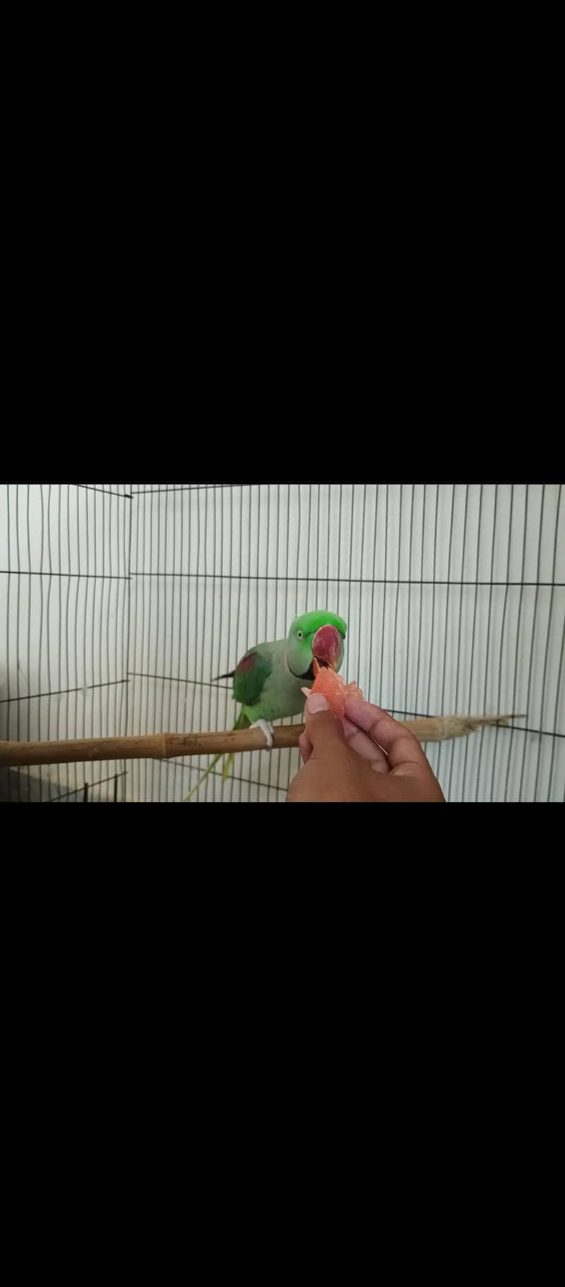 Alexanderine parrot breeder talking - Parrots - 1121002711