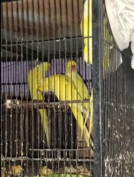Yellow Parrot For Sale With 4 Portion Cage
