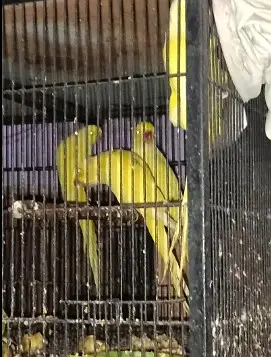 Yellow Parrot For Sale With 4 Portion Cage