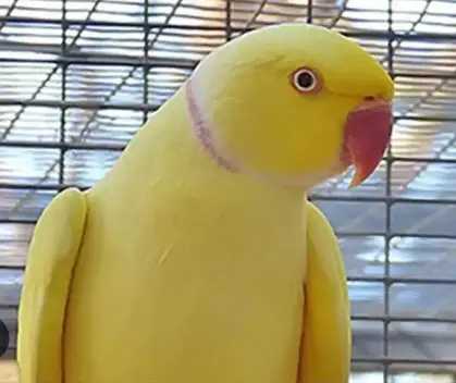 Yellow Parrot For Sale With 4 Portion Cage — photo 2