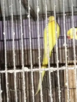 Yellow Parrot For Sale With 4 Portion Cage — photo 3