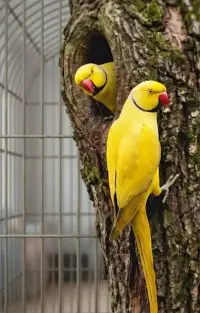 Yellow Parrot For Sale With 4 Portion Cage — photo 4