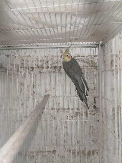 active cockatail
