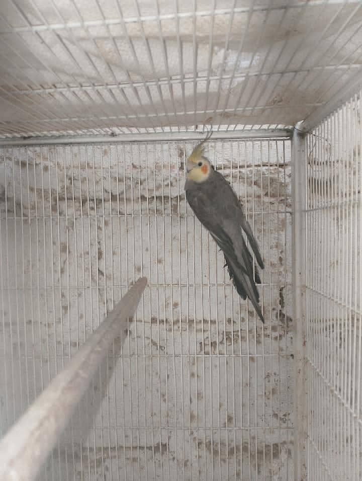active cockatail 0