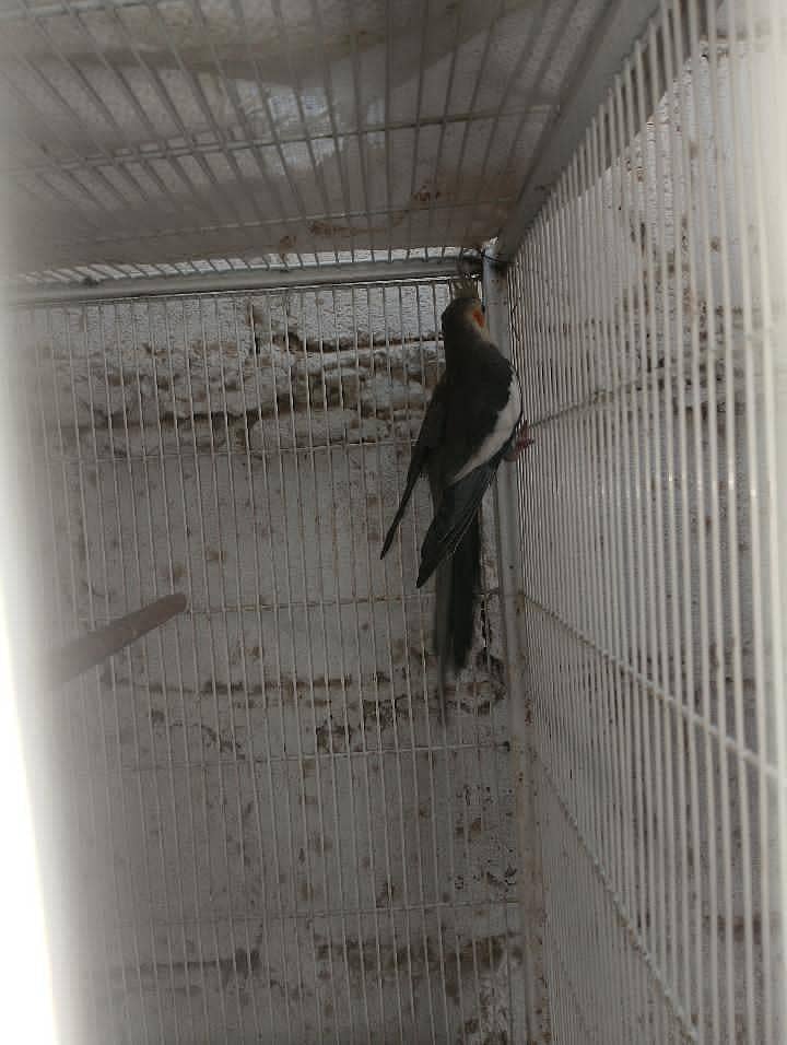active cockatail 1