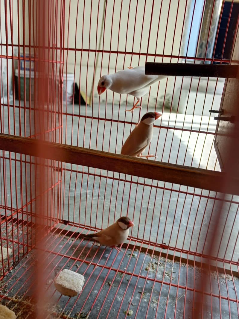 Java one pair and one single male 2