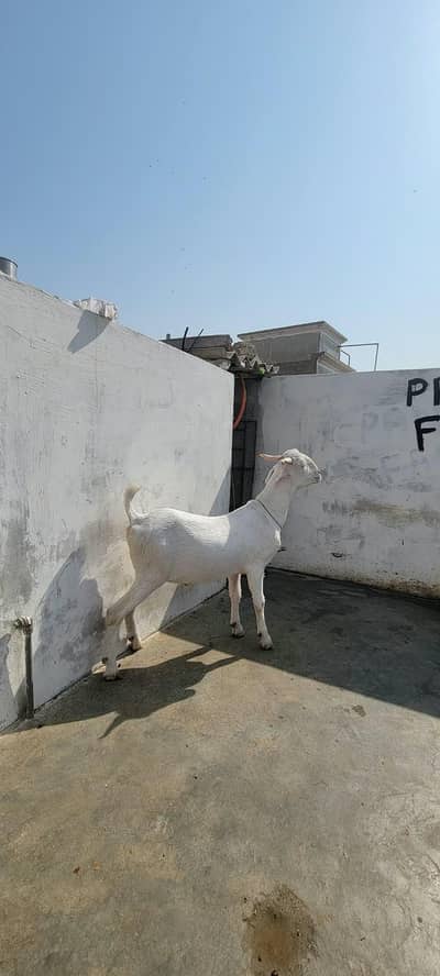 gulabi tapra fresh do dant