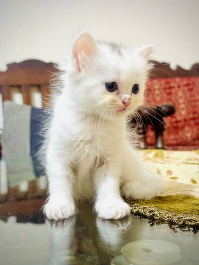 Persian cat 2 male 1 female eyes gray / blue
