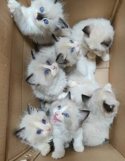 Catshub