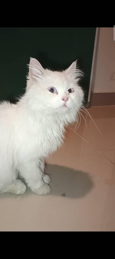 White Persian Cat cute &  Beautiful , Very Friendly with family