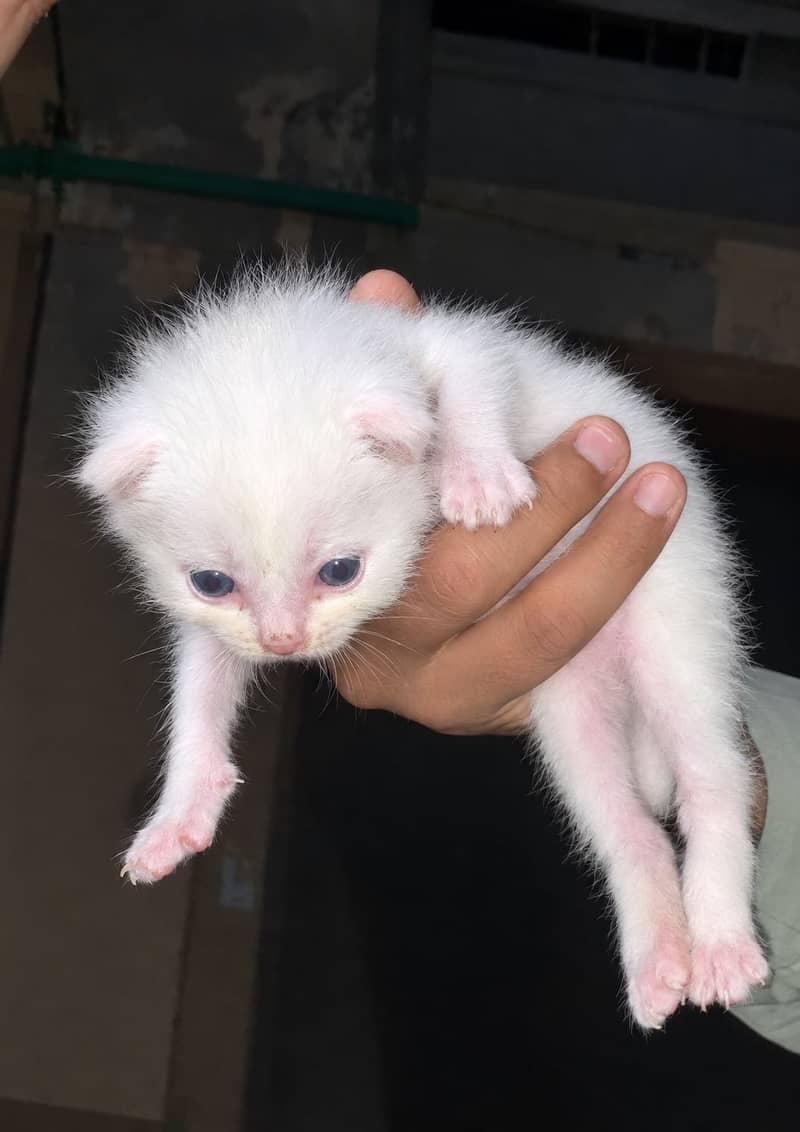 Persian kitten 0