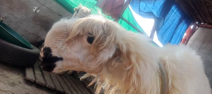 Mundri sheep 2 dant