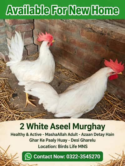 2 white cocks