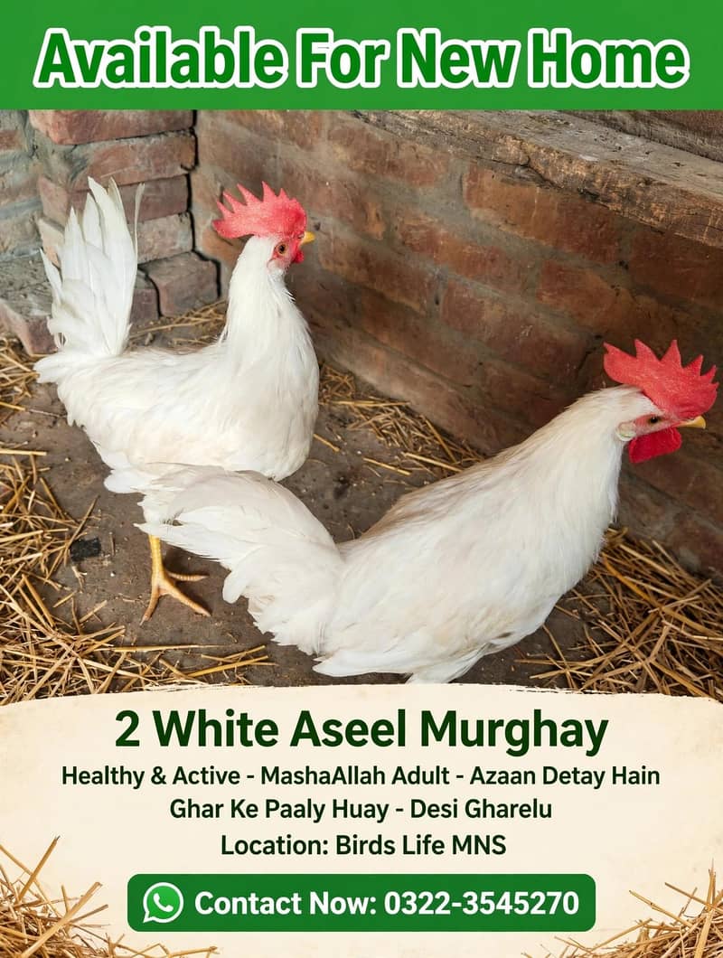 2 white cocks 0