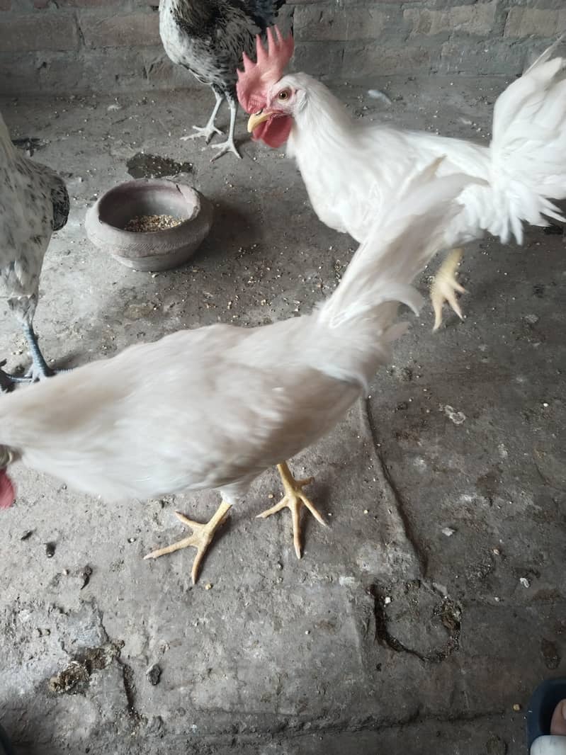 2 white cocks 1