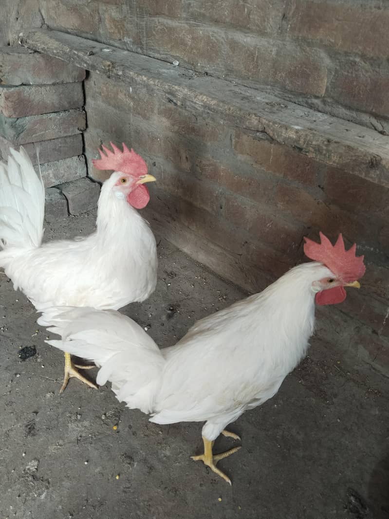 2 white cocks 2