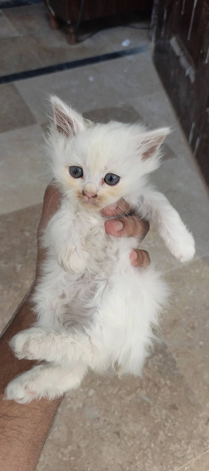 cat's 0