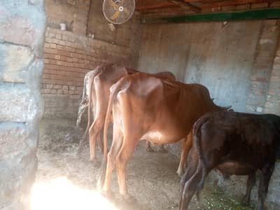 cows.