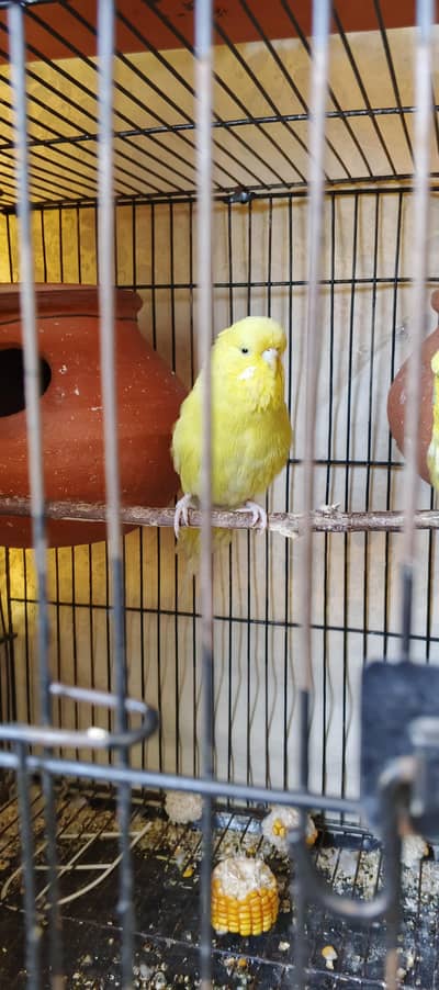 Exhibition budgie quality pair for sale {Urgent}
