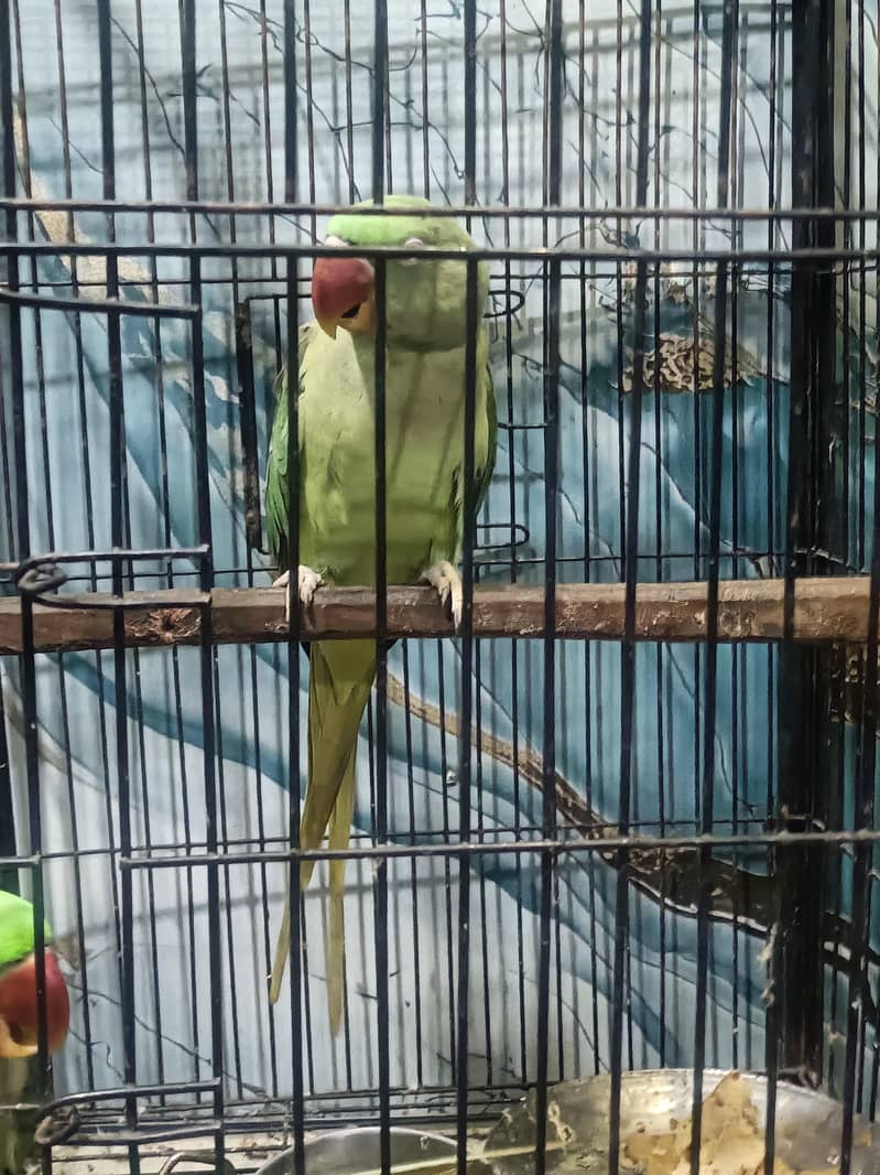 raw parrots 0