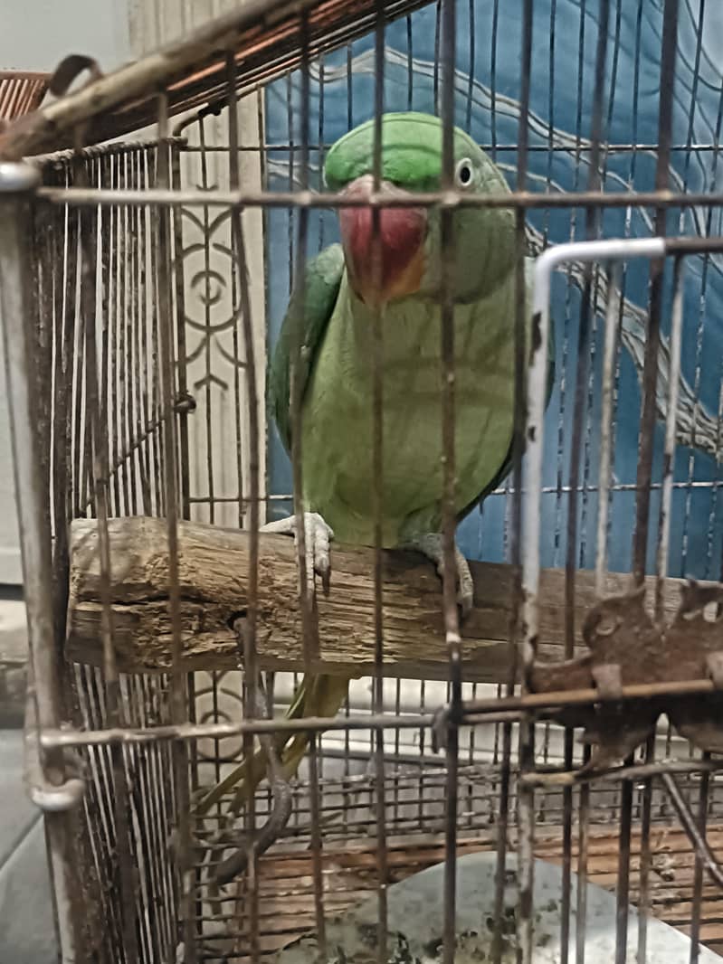 raw parrots 1