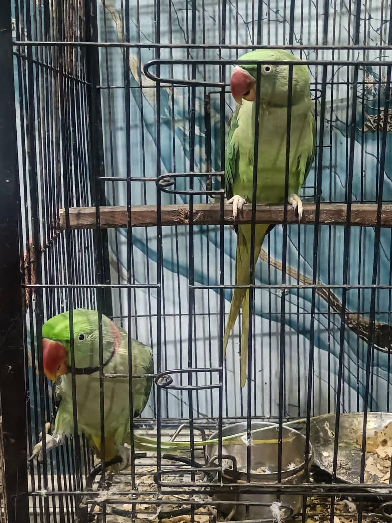 raw parrots 3