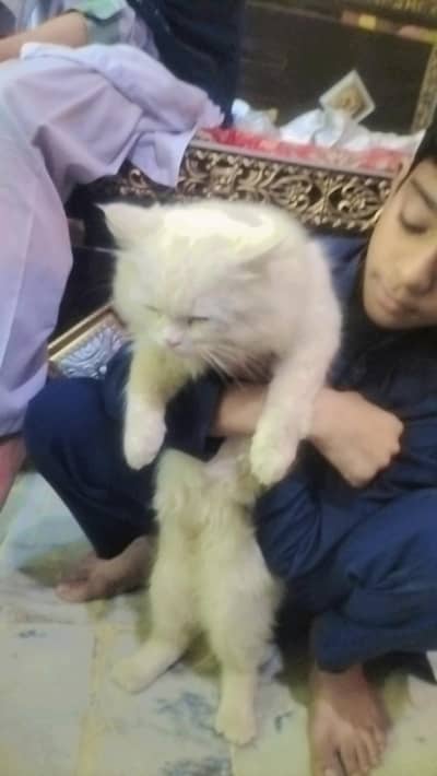 ​Pure Persian Cat for Sale