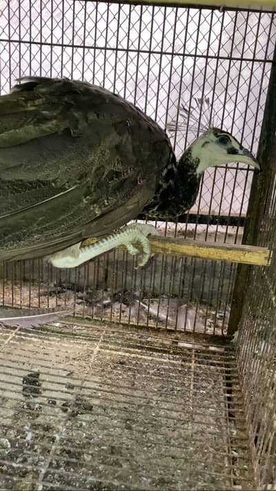 Indian blue peacock