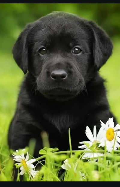 British Labrador high-quality show class
