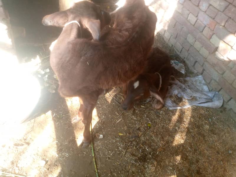 cows. 1