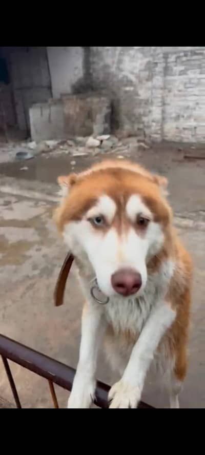 Female huski