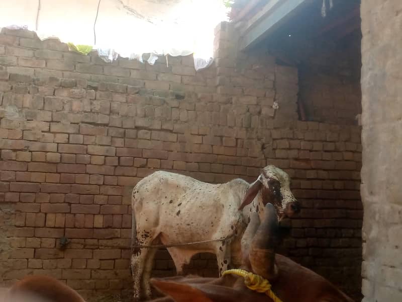 cows. 4
