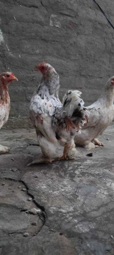 Bantam