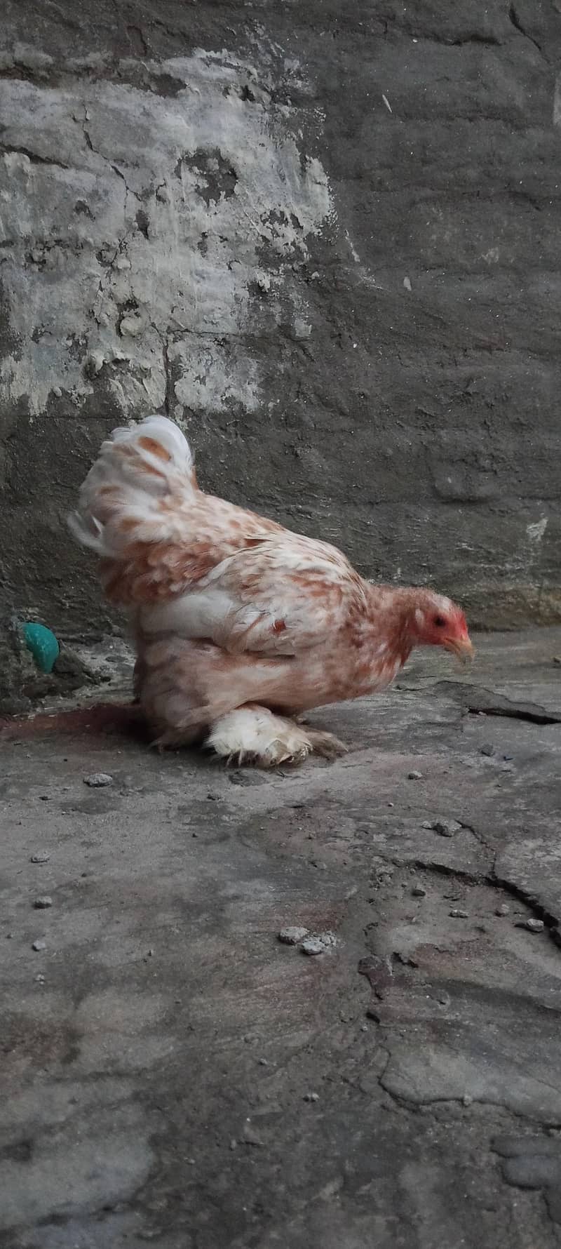 Bantam 1