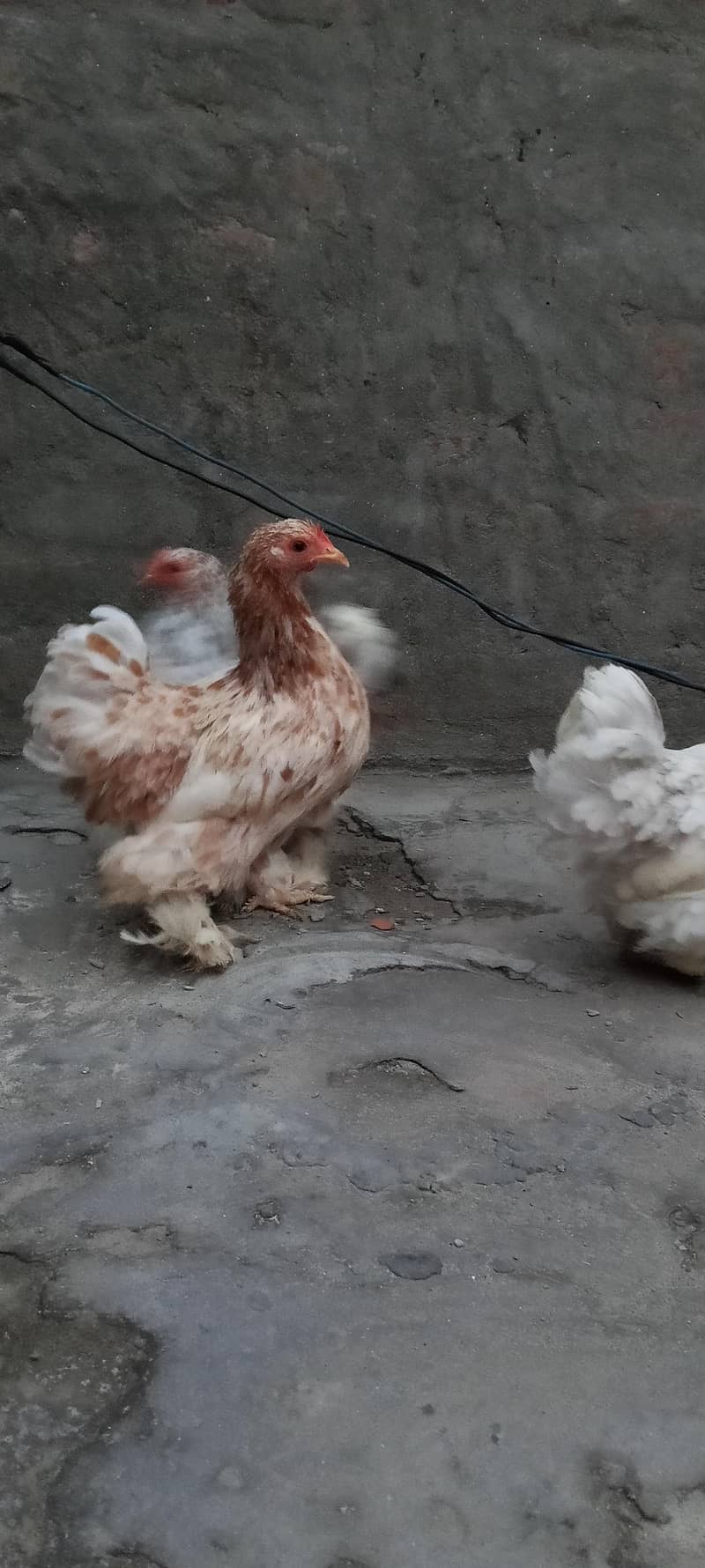 Bantam 7